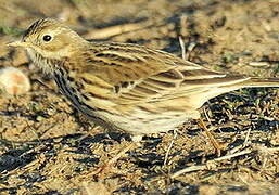 Pipit farlouse