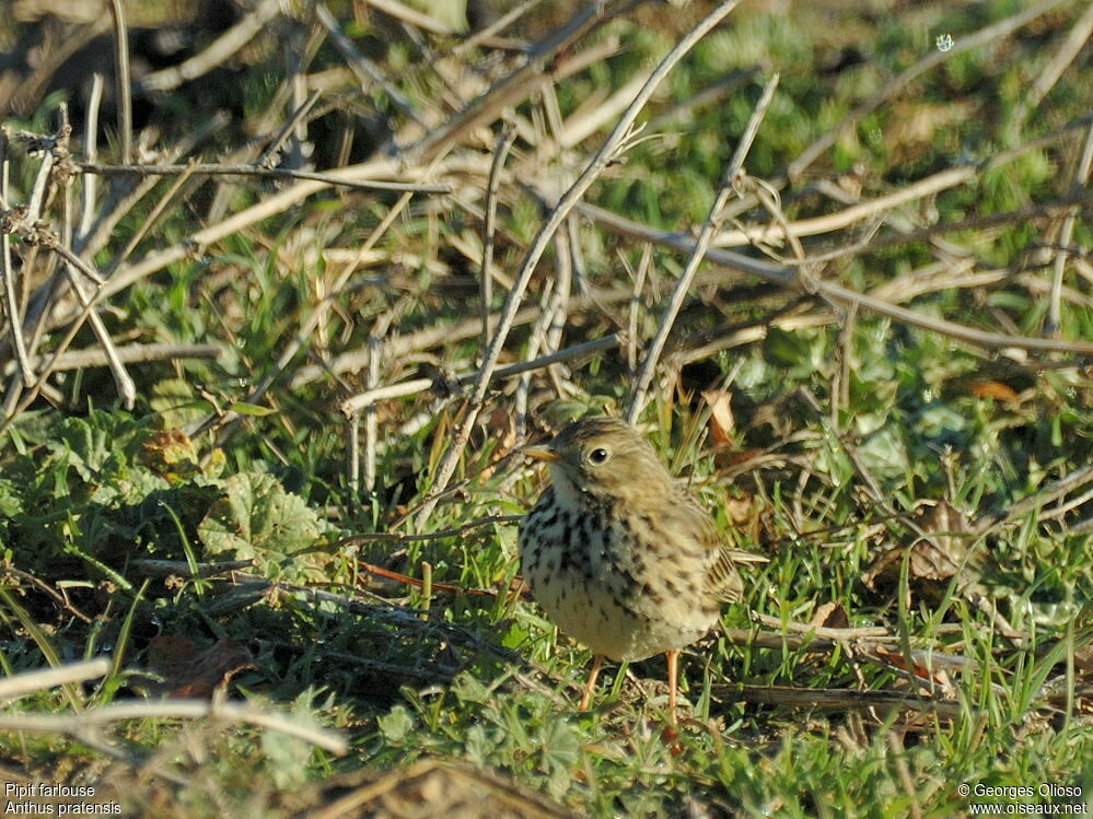 Meadow Pipit