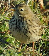 Pipit farlouse