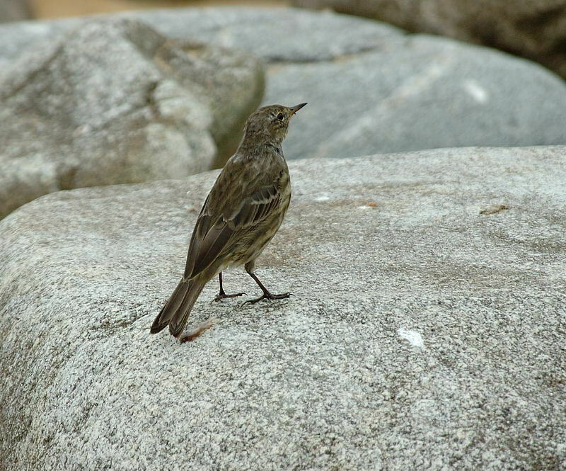 Eurasian Rock Pipit