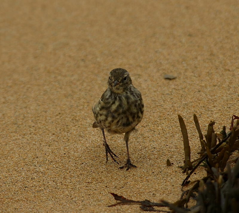 Eurasian Rock Pipit