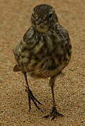 Eurasian Rock Pipit