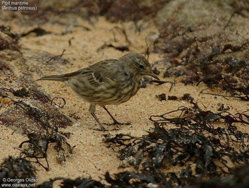 Eurasian Rock Pipit