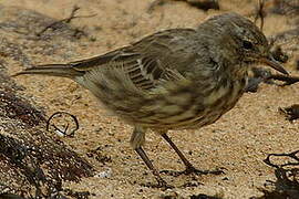 Eurasian Rock Pipit