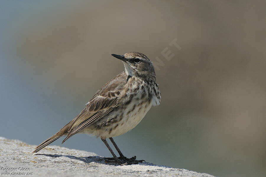 European Rock Pipit male adult breeding, identification