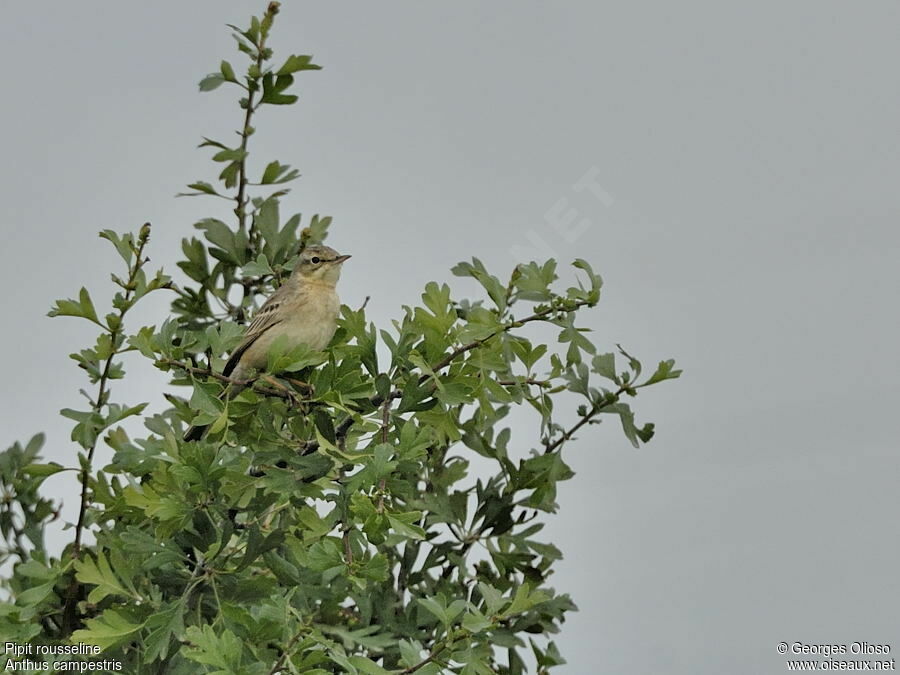 Pipit rousseline femelle adulte nuptial, identification