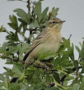 Tawny Pipit