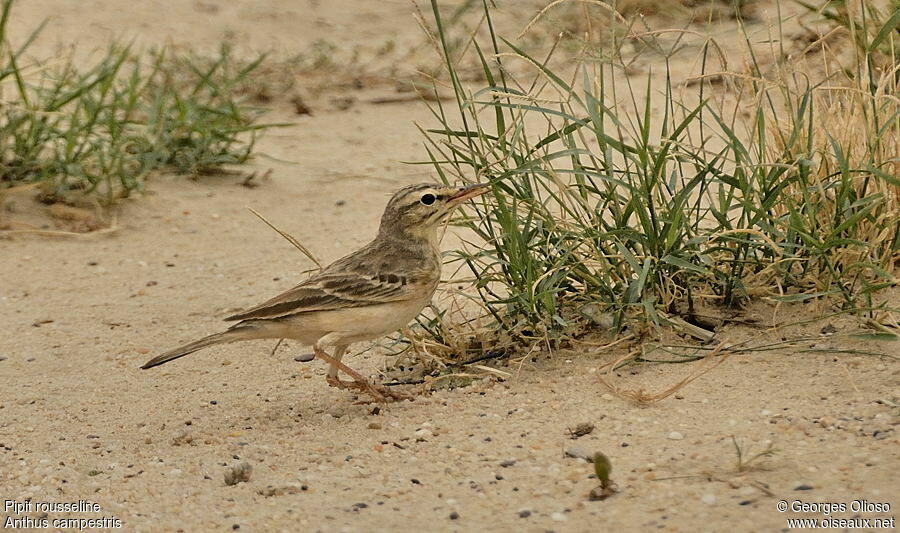 Pipit rousselineadulte nuptial, identification, régime