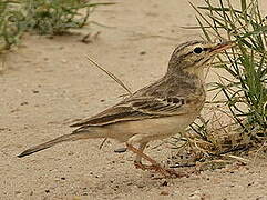 Tawny Pipit