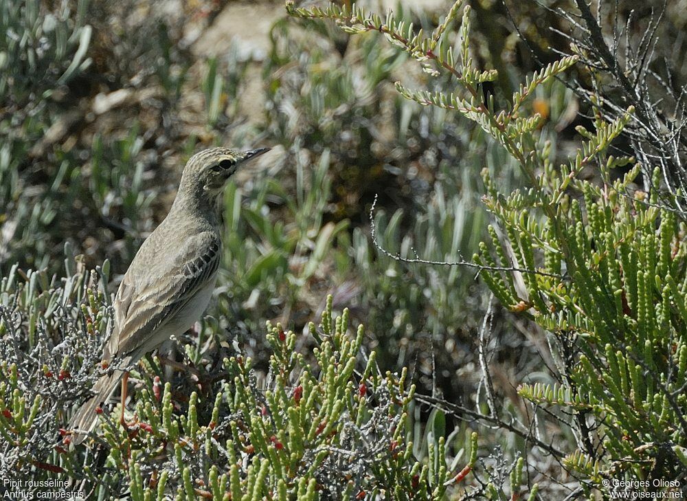 Pipit rousselineadulte, identification