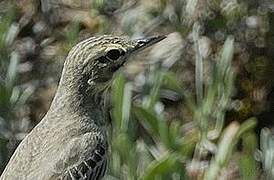 Tawny Pipit