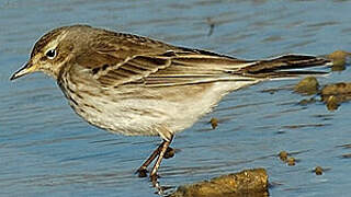 Water Pipit