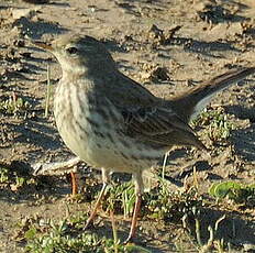 Pipit spioncelle