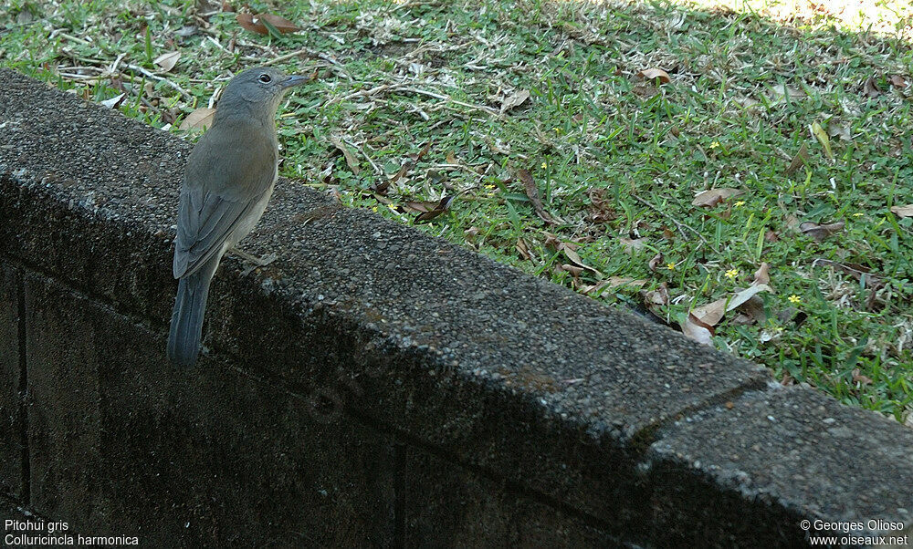 Pitohui gris