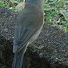Pitohui gris
