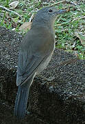 Grey Shrikethrush