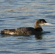 Common Loon