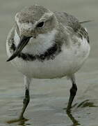 Wrybill