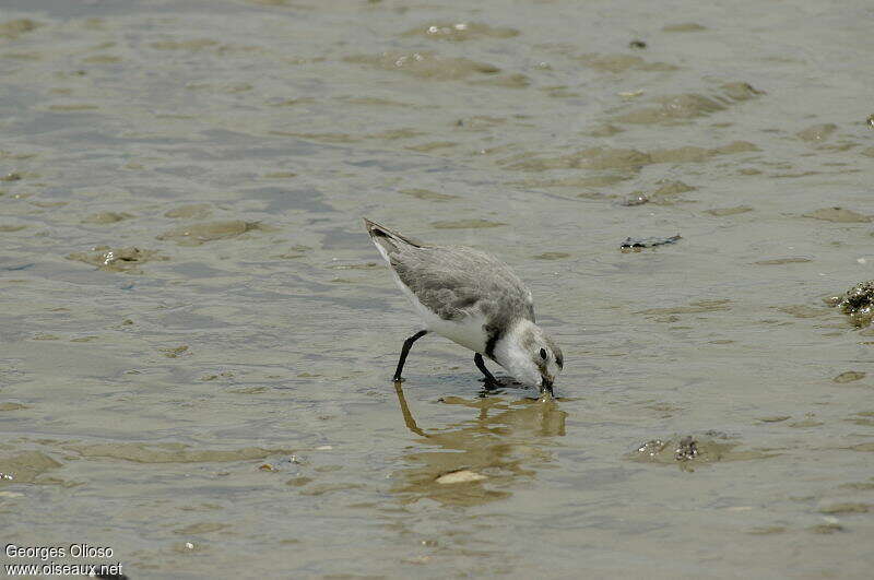 Pluvier anarhynque mâle adulte nuptial, pêche/chasse