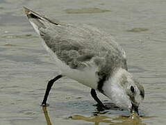 Wrybill