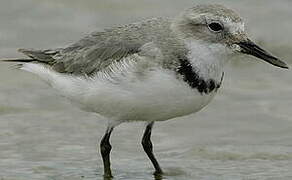 Wrybill