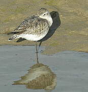 Grey Plover