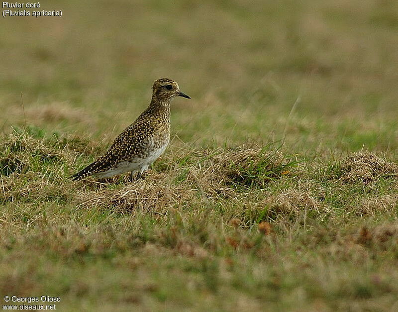 European Golden Plover