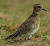 European Golden Plover