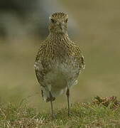 European Golden Plover