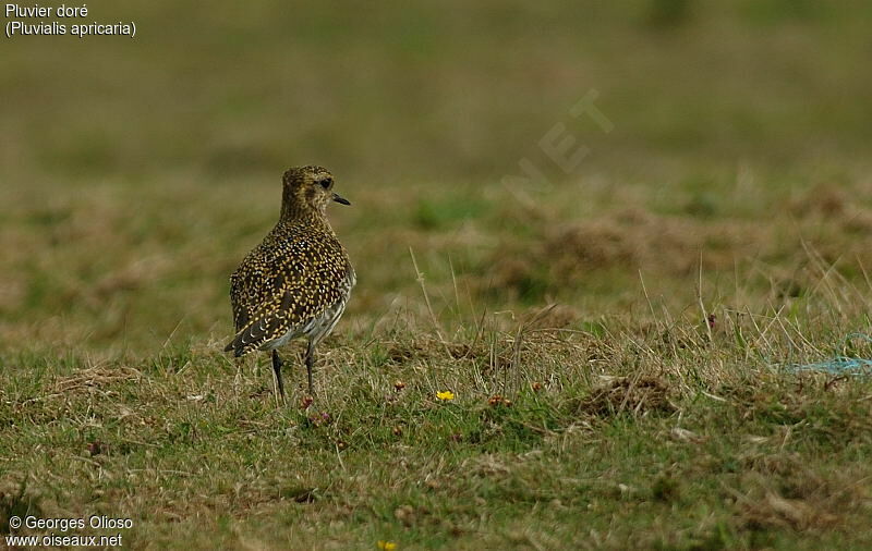 European Golden Plover