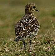 European Golden Plover