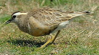 Eurasian Dotterel