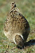 Eurasian Dotterel