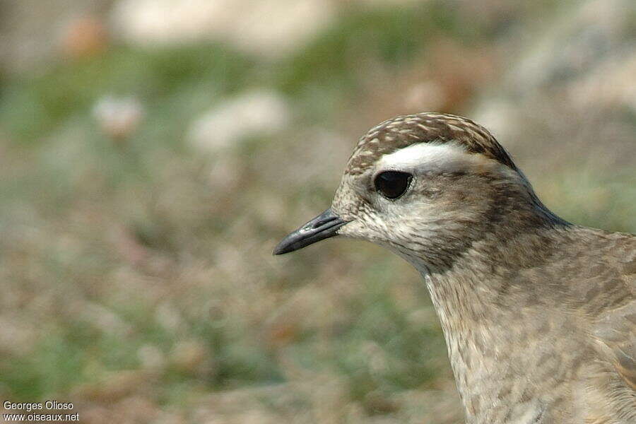 Eurasian DotterelFirst year, close-up portrait