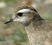 Eurasian Dotterel