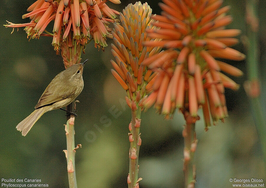 Canary Islands Chiffchaffadult