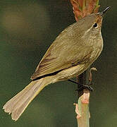 Canary Islands Chiffchaff