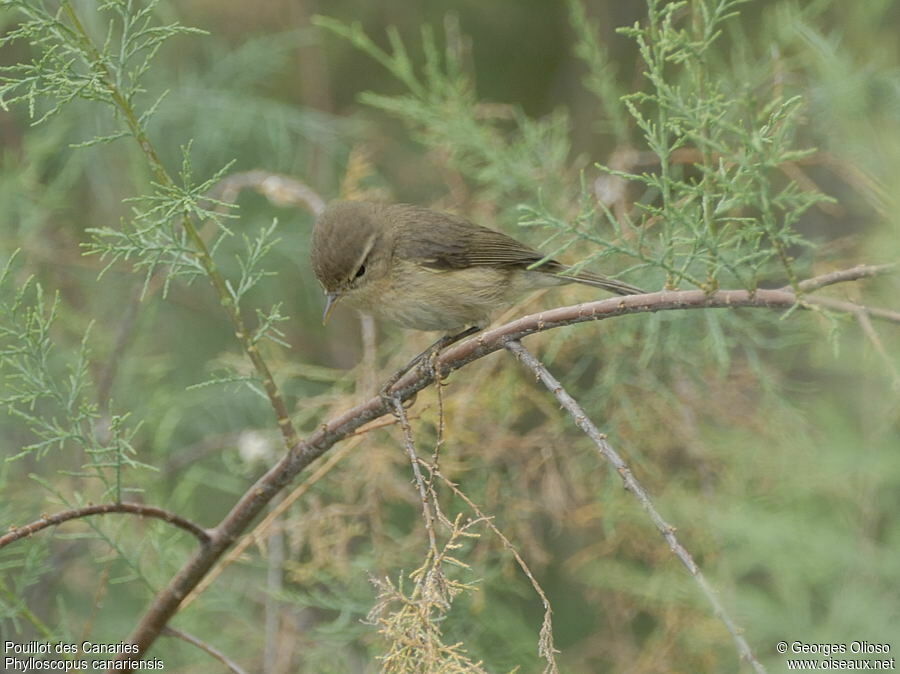 Pouillot des Canaries, identification