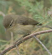 Canary Islands Chiffchaff