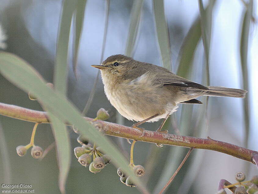 Canary Islands Chiffchaff male adult, identification