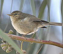 Canary Islands Chiffchaff