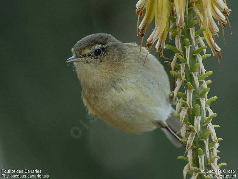 Pouillot des Canaries mâle adulte, identification