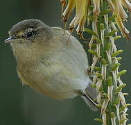 Canary Islands Chiffchaff