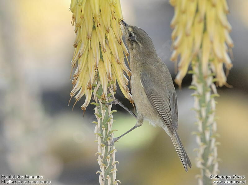 Canary Islands Chiffchaff male adult, identification, feeding habits, Behaviour