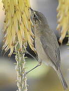 Canary Islands Chiffchaff