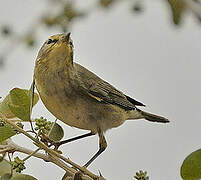 Willow Warbler