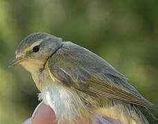 Iberian Chiffchaff