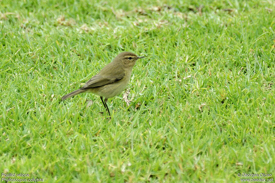 Common Chiffchaff