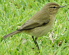 Common Chiffchaff