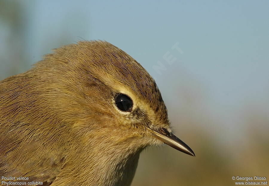 Common Chiffchaff, identification